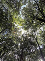 Obraz premium Bosque 6