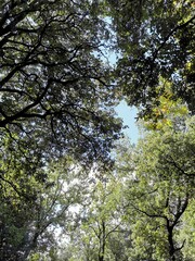 Bosque 5