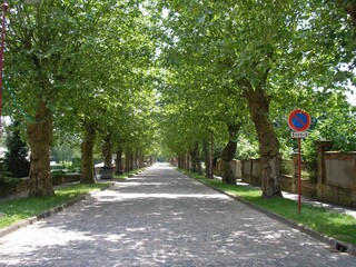 Tree-Lined Cobblestone French Rue