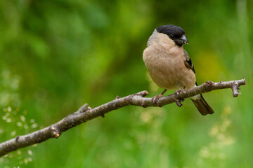 bullfinch untouched nature of finland scandinavia europe