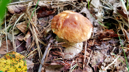 fresh mushrooms collected in the forest
