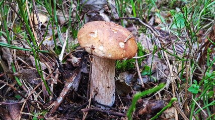 fresh mushrooms collected in the forest