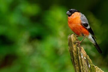 bullfinch untouched nature of finland scandinavia europe