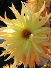 Summer Flower