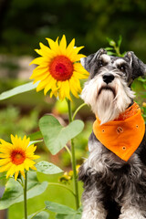 Miniature schnauzer dog posed with bright yellow and orange sunflowers. Pup is wearing coordinated...