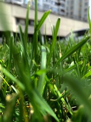 grass with drops