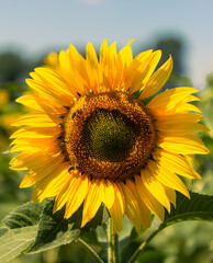 late summer capture of an isolated  sunflower on a flied with some bees 