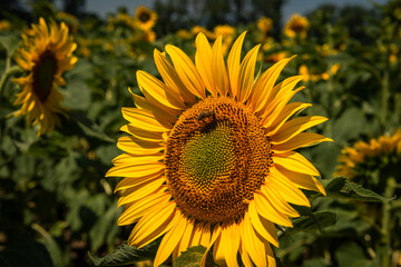 Fototapeta premium late summer capture of an isolated sunflower on a flied with some bees 
