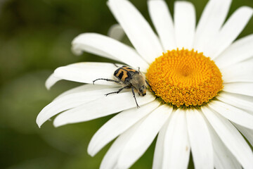 A beetle with yellow and black spots crawls on white chamomile petals