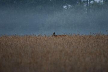 Deer in field (Reh im Weizenfeld)