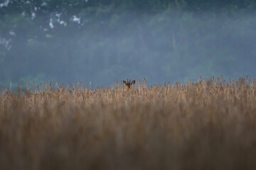 Deer in field (Reh im Weizenfeld)