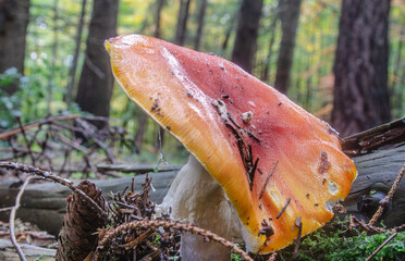 Großer Fliegenpilz im Wald. Mit flachen Hut