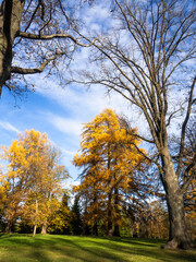 Fototapeta premium Sunny autumn day in Herttoniemi park in Helsinki, trees are turning gold and the sky is blue, the sun makes long shadows on a lawn