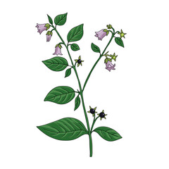 vector drawing belladonna