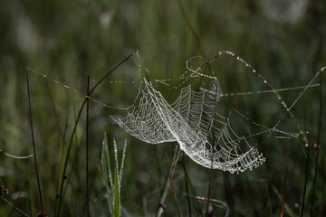 Spiderweb dew (Spinnennetz im Tau)