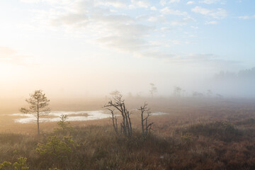 misty morning in the swamp lake