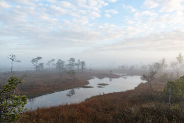 Naklejka na ściany i meble misty morning in the swamp lake