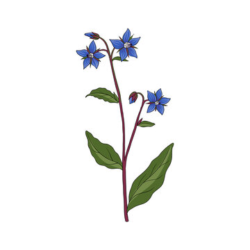 vector drawing borage