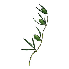 vector drawing Sao Caetano melon