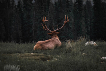 Deer, Stag,  Antler (Reh, Hirsch mit Geweih)