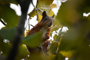 Squirrel (Eichhörnchen)
