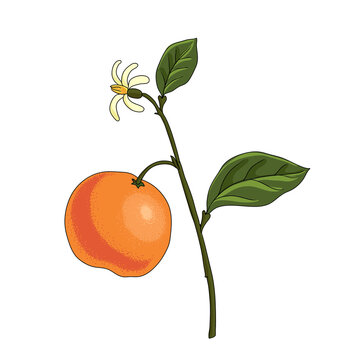 vector drawing bitter prange