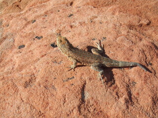 lizard on orange rock in Arizona