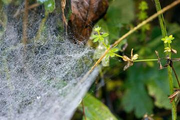 Spiders webiders web glistening with water droplets from the dew