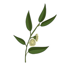 vector drawing eucalyptus