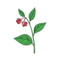 vector drawing wahoo