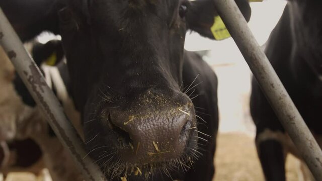 A young bull licks the camera's tongue. . High quality 4k footage