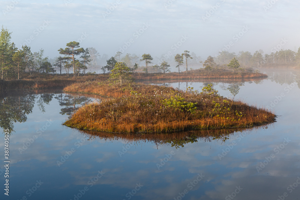 Wall mural  Swamp lake with pine trees in sunny summer day 