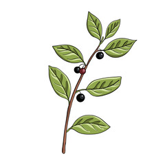 vector drawing alder buckthorn