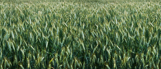 Panoramic banner with young, green wheat field. Traditional farming in summer. Symbol of agriculture, natural food production for the hungry world. Food related background. 