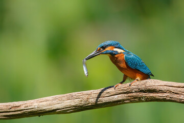 Common European Kingfisher (Alcedo atthis) with a fish in his beak on a branch above a pool in the forest in yhe Netherlands