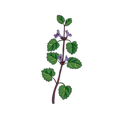 vector drawing ground-ivy