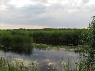 Fototapeta na wymiar River in the reeds