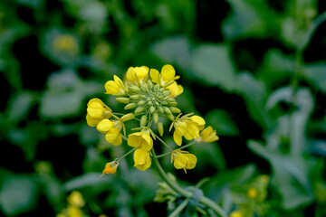 yellow flower in the garden