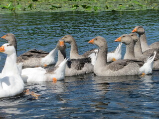 Geese on the water.