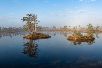  Swamp lake with pine trees in sunny summer day 