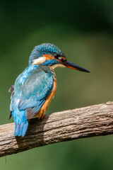 Common European Kingfisher (Alcedo atthis) sitting on a branch above a pool in the forest in the Netherlands