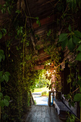 Amazing shady tunnel with lush green ivy reaching old wooden roof of traditional country house porch with empty bench and steps on sunny summer day.