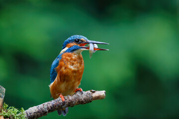 Common European Kingfisher (Alcedo atthis) with a fish in his beak on a branch above a pool in the forest in yhe Netherlands