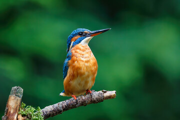 Common European Kingfisher (Alcedo atthis) sitting on a branch above a pool in the forest in the Netherlands