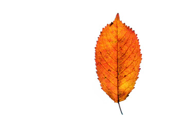 Colorful autumn leaf on a white background