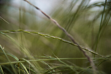 Gras weht im Wind