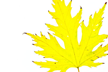 Colorful autumn leaf on a white background