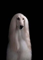 Afghan hound portrait black background