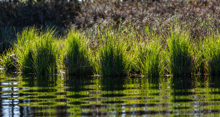 Swamp lake with islands in sunny days