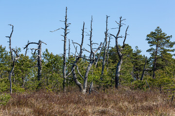 Swamp lake with islands in sunny days